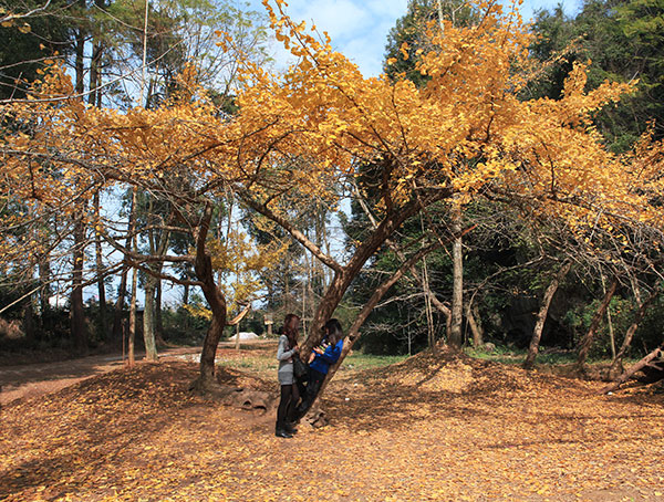 小桐木湾